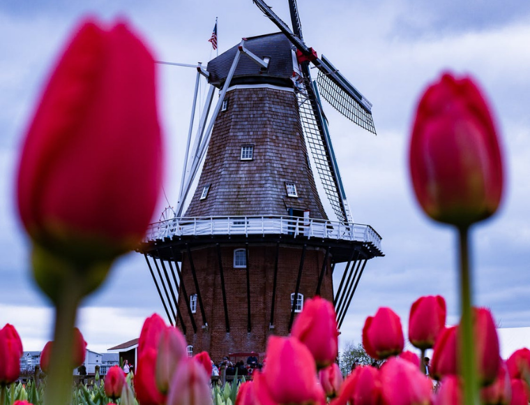 Ik Hou Van Holland